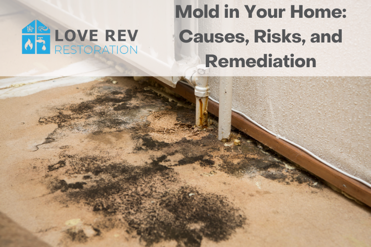 Mold in Your Home: Causes, Risks, and Remediation